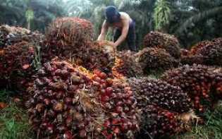 Naik Lagi, Sawit Riau Kini Dijual Rp3.457,15 per Kg