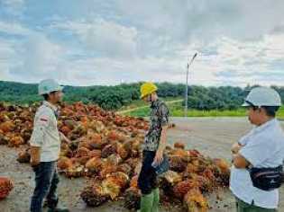 BPKP Maluku Utara Awasi Tata Kelola Industri Kelapa Sawit