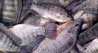 7 Trik Jitu Singkirkan Duri Ikan Nyangkut di Tenggorokan
