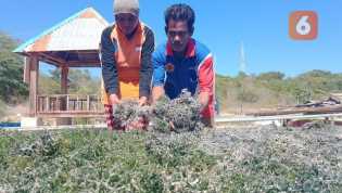 Punya Potensi Investasi, Indonesia Baru Garap 0,8 Persen Lahan Rumput Laut