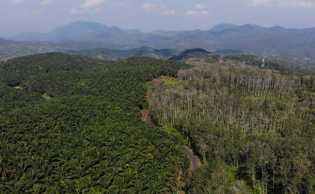 Perpu No. 2 Tahun 2022, Perkuat Sanksi Denda Kebun Sawit Tanpa Izin Dalam Kawasan Hutan