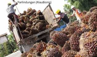 52 Ribu Hektare Sawit Riau Harus Diremajakan