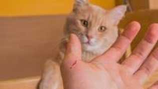 Gejala Penyakit Akibat Cakaran Kucing dan Pengobatannya