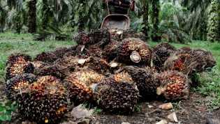 Harga TBS di Riau Anjlok Rp 1.100/kg Imbas Larangan Ekspor CPO