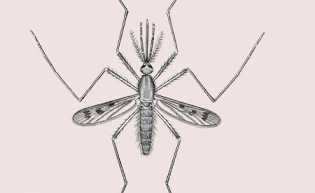 6 Spesies Nyamuk Paling Berbahaya di Dunia dan Tempat Tinggalnya
