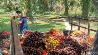 Harga Sawit di Riau Pekan Ini Rp 2.475, Naik Rp 16 per Kg