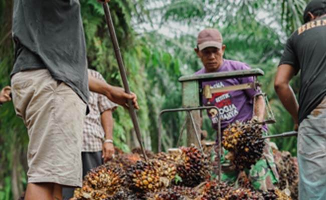 Harga TBS Sawit Riau Periode 15-21 Juni 2022 Naik Rp 155,39/Kg, Berikut Harganya