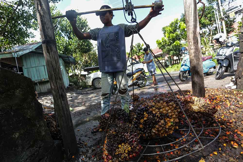 Stok CPO Global Melimpah, Harga Sawit Riau Anjlok Menjadi Rp2.426,99 per Kg