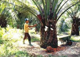Sejak Januari Alami Penurunan, Harga TBS Kelapa Sawit di Riau Pekan Ini Rp1.639,67 per Kg