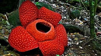 Jelang Tahun Baru, Bunga Rafflesia Terbesar di Dunia Mekar di Sumbar