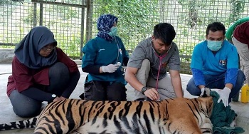 Kronologi Matinya Harimau Inung Rio yang Dijerat Pemburu di Riau