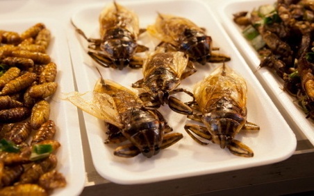 Prancis Kembangkan Serangga sebagai Sumber Nutrisi Ramah Lingkungan