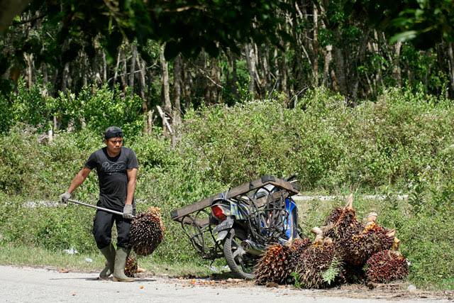 TBS Kelapa Sawit Riau Turun Lagi