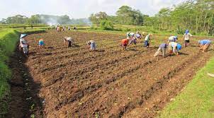 Petani Tembakau dan Cengkih Keberatan Tarif Cukai Naik di 2022, Ini Sebabnya