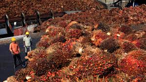 Meroket Hingga 17%, Harga CPO Terkoreksi karena Ambil Untung
