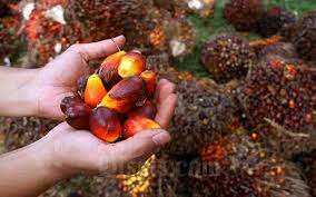Naik Tipis, Harga TBS Kelapa Sawit Jadi Rp3.118 per Kilogram