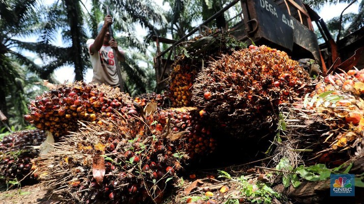 Bos Sawit yang Sabar Ya, Harga CPO Turun Nyaris 1%