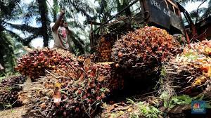 Rontok! Saham CPO Diobral, Kesempatan Ambil Untung Gede
