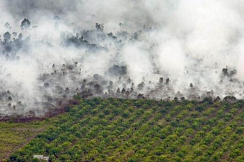 Polda Riau Tetapkan PT Teso Indah dan Asisten Kebun Sebagai Tersangka Pembakaran Hutan dan Lahan