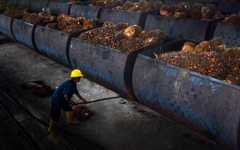 Reli Harga Sawit Riau, Pekan Ini Dijual Rp4.244,79 per Kg