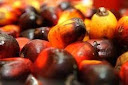 Harga Minyak Kerek Harga Sawit Riau, TBS Dijual Rp3.114,41 per Kg