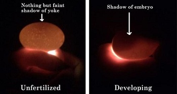 Cara Mengenali Telur Infertil dengan Cahaya Senter