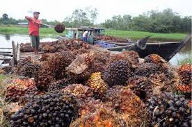 Berminggu-minggu Turun, Harga TBS Sawit di Riau Pekan Ini Sebesar Rp1.916,49 per Kg
