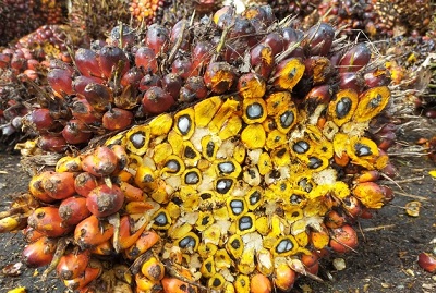 Berminggu-Minggu Alami Penurunan, Harga Kelapa Sawit Pekan Ini Dibayar Rp2.054,59 Per Kg