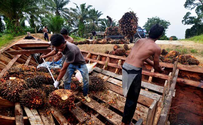Harga TBS Sawit Jambi Periode 23-29 September 2022, Naik Tipis Cek Harganya
