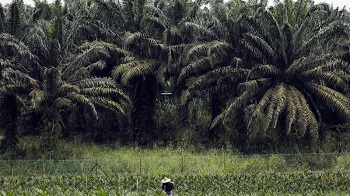 Riau Lanjutkan Perjuangan Dapatkan Dana Bagi Hasil Sawit dari Pusat