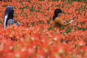 Saatnya Berwisata ke Yogyakarta, Bunga Amarilis Patuk Mulai Mekar