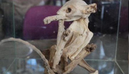 Mumi Makhluk Misterius Ditemukan di Turki, Mirip Alien?