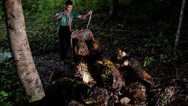Tertinggi dalam Sejarah, Harga Cangkang Sawit Tembus USD 118 per Ton