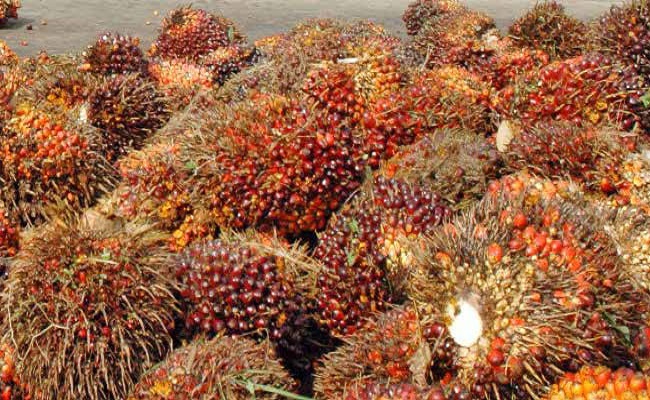 Cara Menghitung Produksi Kelapa Sawit