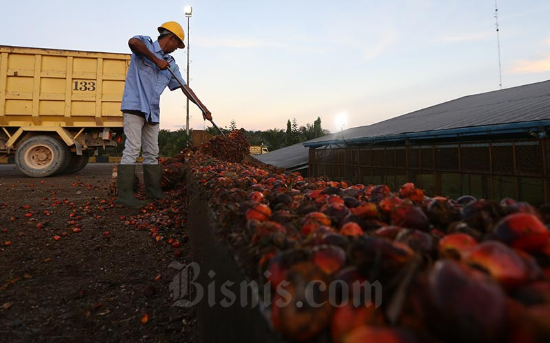 Harga Sawit Riau Naik Tipis, Pekan Ini Dijual Rp3.805,03 per Kg