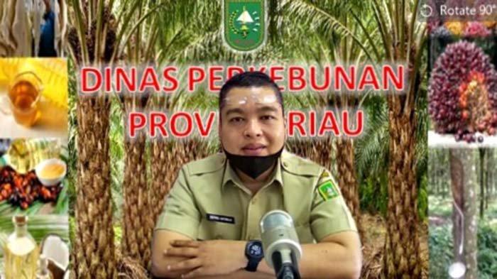 Harga TBS Sawit Riau Pekan ini Pecah Rekor Lagi Rp 4.183,51 Per Kg untuk Umur 10-20 Tahun