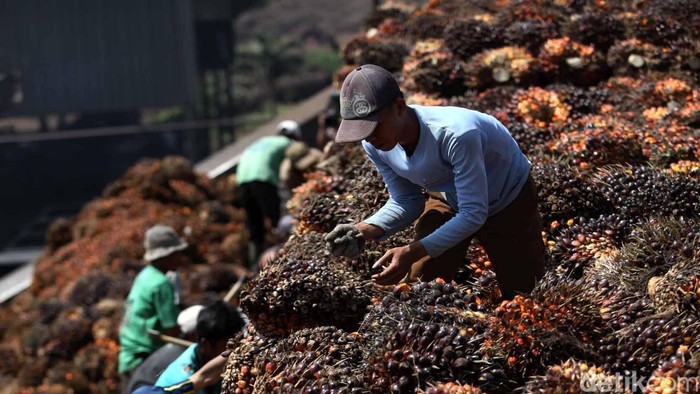 Diminta Buat Harga Acuan Minyak Sawit Juni 2023, Bappebti Nego ke Mendag