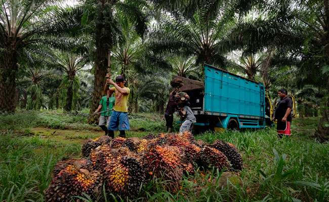 Harga TBS Sawit Riau Periode 28 Desember-3 Januari 2022 Turun Rp 13,41/Kg, Cek Harganya
