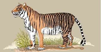 Harimau Muncul di Ladang Minyak Siak, Ini yang Dilakukan Chevron