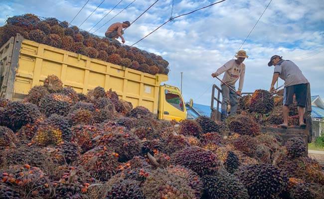 Harga TBS Sawit Riau Periode 16-22 Februari 2022 Turun Rp 40,72/kg, Berikut Harganya..