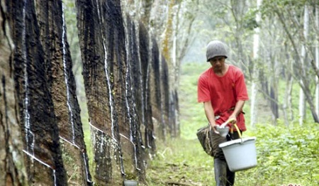 Di Kuansing, Harga Karet Rp4.200/Kg