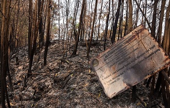 Polda Riau Tetapkan 31 Tersangka Kebakaran Hutan