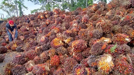 Harga TBS Sawit Riau Periode 22-28 April 2020 Turun Rp 92,56/Kg