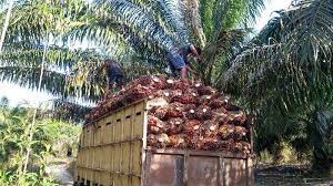Harga Sawit Riau Meroket, Dewan Wanti-wanti Jangan Sampai Dihancurkan Covid-19