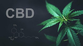 BB Restui Ganja Medis, Bagaimana Peluangnya di Indonesia?