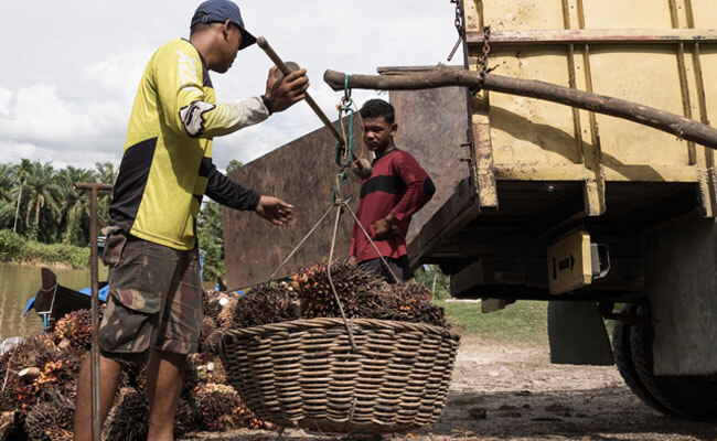 Harga TBS Sawit Riau Periode 1-7 Juni 2022 Turun Rp 27,01/Kg, Berikut Harganya..