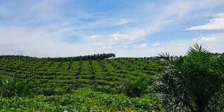 Harga Sawit Melejit, Harga Pupuk Mencekik