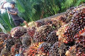 Sudah Sebulan Terjadi Penurunan, Harga TBS Kelapa Sawit di Riau Pekan Ini Rp1.865,81 per Kg