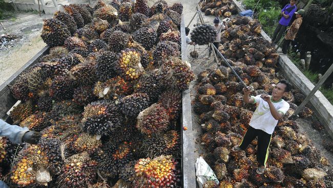 Rincian Harga TBS Sawit Sejak Pungutan Ekspor CPO Gratis