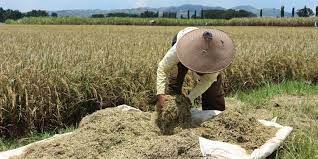 Petani Tak Perlu Cemas, Stok Pupuk Subsidi Mencapai 613.138 Ton dan Dipastikan Cukup
